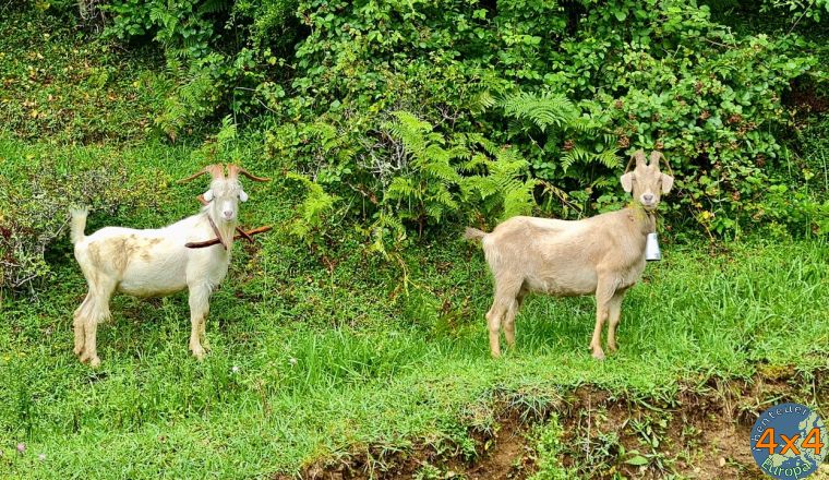 4ge1   1 von 4ge1   1 von