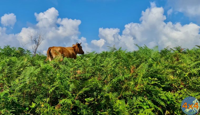 4ge2   5 von 4ge2   5 von