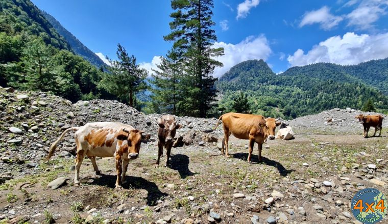 4ge3   1 von 4ge3   1 von