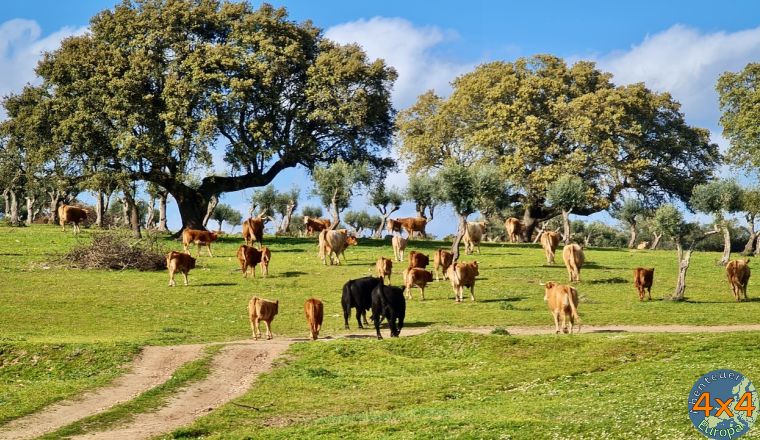 pt16   4 von pt16   4 von