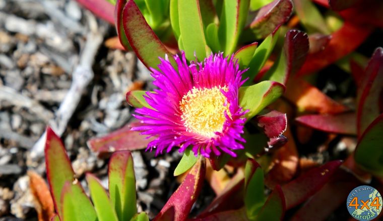 pt9   4 von pt9   4 von