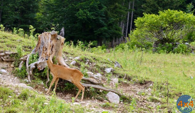 4sl3   4 von 4sl3   4 von